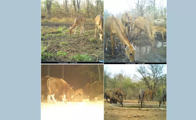 Wild Animals Quenching Their Thirst In Telangana Forests - Sakshi