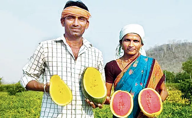 Sagubadi: A Farmer Who Follows Modern Methods In The Cultivation Of Water Melon Crop - Sakshi