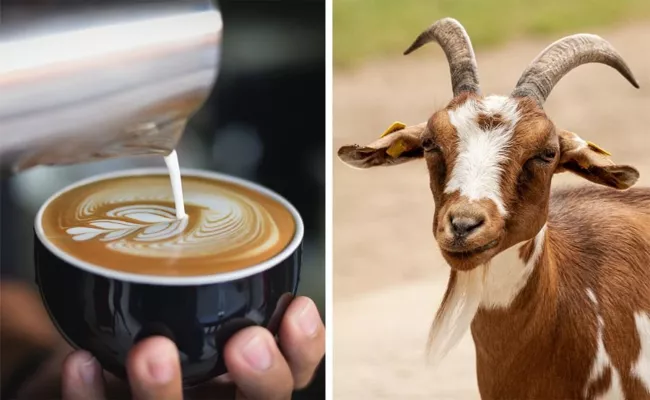 Coffee Story: Goats Discovered Coffee Beans Before Humans - Sakshi