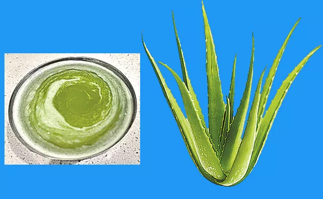Sagubadi: Benefits Of Nutrients Antioxidants Enzymes With Aloe Vera Juice