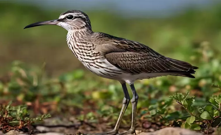 Unique Whimbrel Bird Travelled 6000 KM to Reach Chhattisgarh