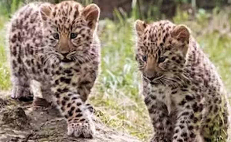 Movement Of Cheetah Cubs In Chanugondla Nandyal District