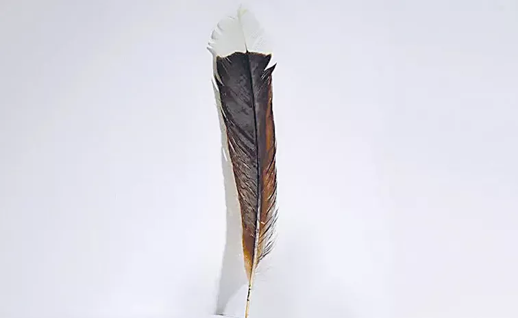 World most expensive feather sells at New Zealand auction