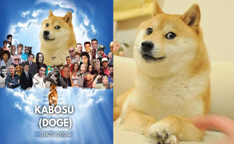 Meme dog Kabosu that inspired Dogecoin, dies
