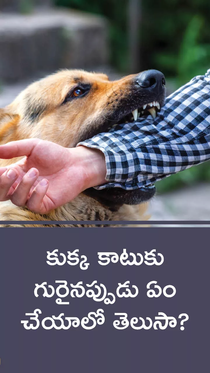 Precautions To Be Taken For Dog Bite
