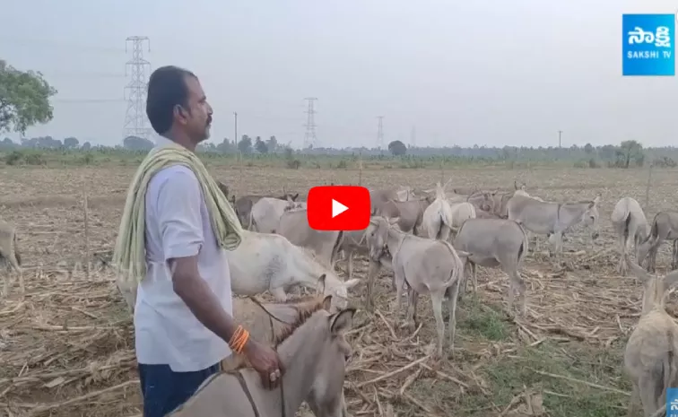 Eluru Farmer Donkey Farm, Earning Huge Returns
