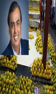 Mukesh Ambani Owns Largest Orchard Of Mangoes In Asia
