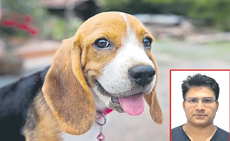 Dog Undergoes Non-Invasive Heart Surgery in Delhi