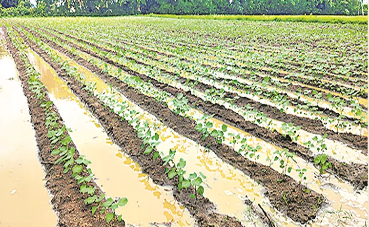 Sagubadi Agriculture News Crop Cultivation