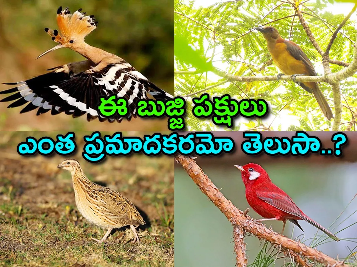 Do You Know How Dangerous These Cute Birds Are.. - Sakshi