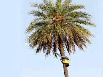 Haryana Man Loves Climbing Trees - Upside Down