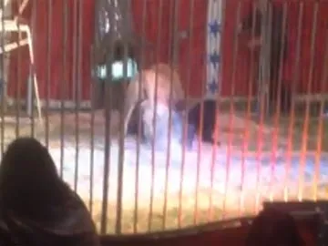 Terriyfying video: Lion attacks keeper during circus routine in France