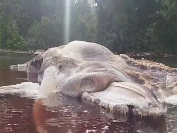 Scientists Identify 50-Foot Creature That Washed Up On An Indonesian Beach