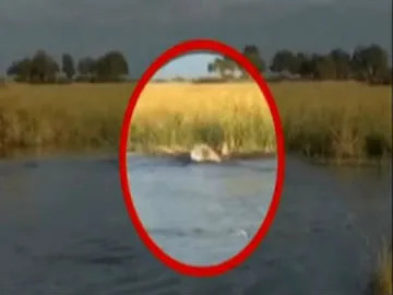 Lion attacks crocodile to rescue smaller lion in Botswana river