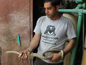 Thirsty Snake Visits Taj Mahal, Causes Panic Among Tourists