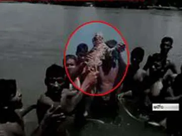 A tiger cub rescued by locals from a tree in flood affected area of  Kamrup's Nagarbera