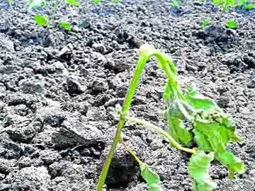 Khareef farmers facing problems with water
