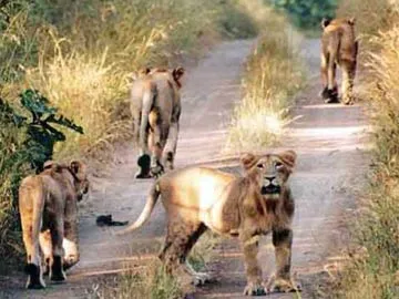 Woman Delivers Baby In Ambulance Surrounded By 12 Lions