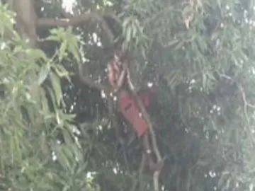 Psycho halchal in Nellore