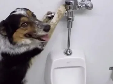 Akshay Kumar shares video of DOG with better TOILET