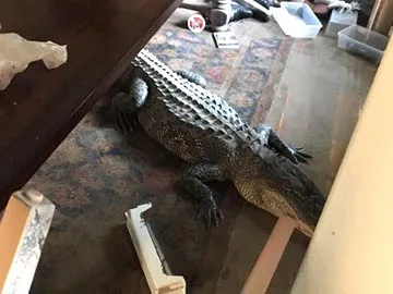 Giant Crocodile caught in Huston Floods Home