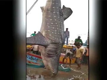 this fish weight is 1500 kilograms