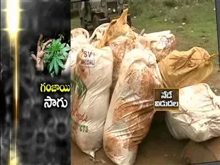 Marijuana cultivation in Vizianagaram agencies
