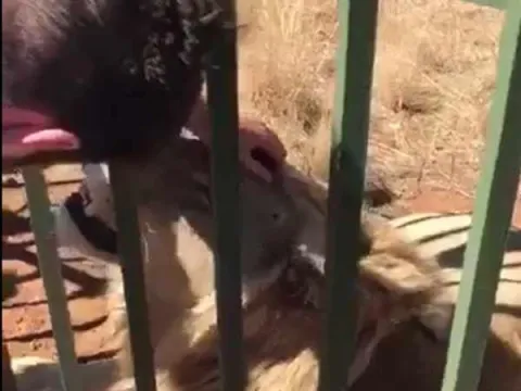 Man Pets Lion, Soon Realises It Was A Terrible Idea