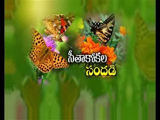 Large number of Butterflies in  Anaikatti