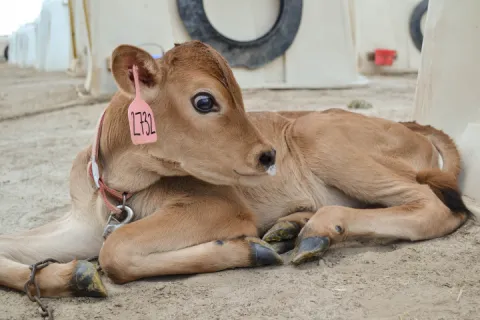 Simhachalam Devasthanam Neglets Cow protection