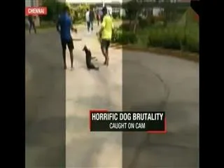 Video of dog crying