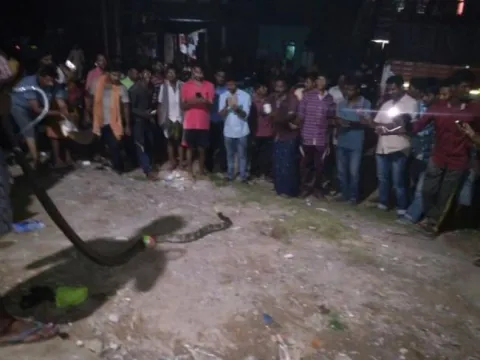 king cobra hulchul in srikakulam
