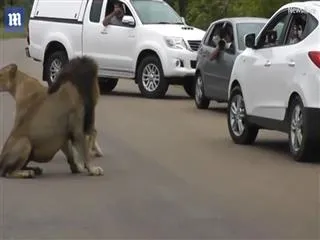lions on road