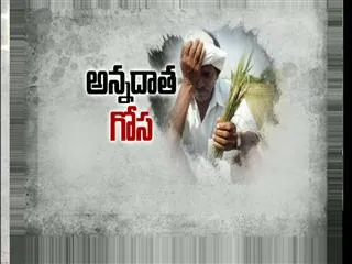 Incessant Rains cause heavy losses to Cotton Farmers In YSR Dsit