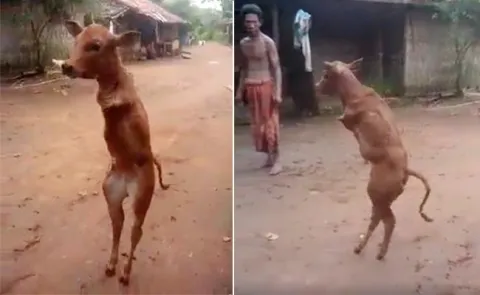 A disabled cow fighter, video goes viral