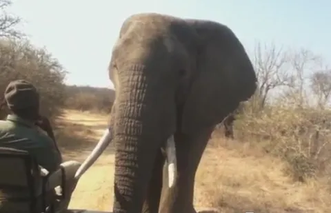 Elephant comes too close.. a man struck like a statue