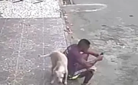 street dog marking his territory
