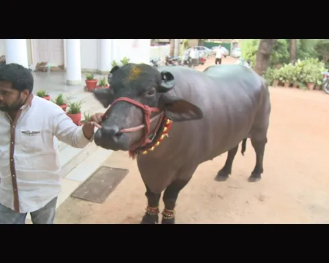 Shahansha  special attraction in Hyderabad Sadar festival