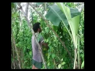 Betel formers demode to storages