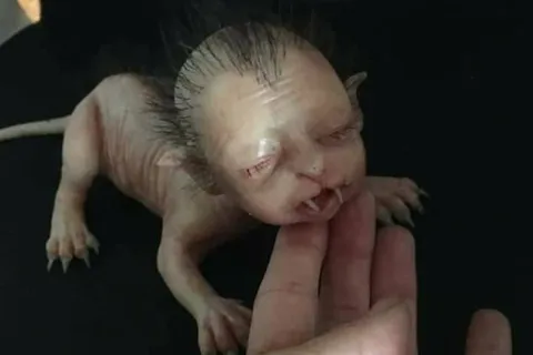 'existence of bizarre cat-like creature after photographs of toy 'werewolf cub'