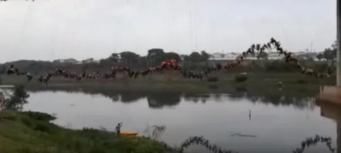 245 People Jumped Off A Bridge Together, Video Goes Viral