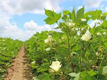 Cotton Farmers suffer with Minimum Support Price