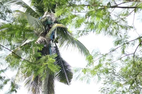 A Man Live In A Coconut Tree For 3 Years in  Philippines