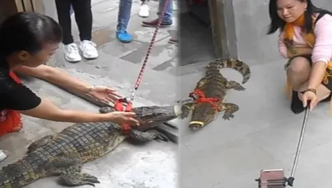 Children flock to play with a CROCODILE on a leash kept by a restaurant owner to entertain diners