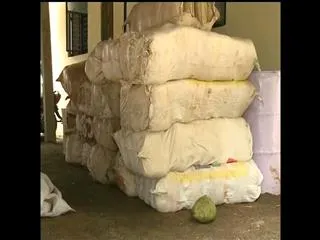 800 KGs Marijuana Seized by Police at Vizianagaram district
