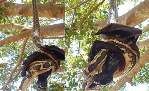 The incredible moment a snake and a bat fight to the death while hanging from a tree - Sakshi