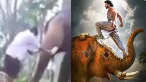 Baahubali Stunt Goes Wrong : Youth Injuried by Elephent - Sakshi