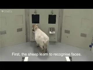 sheep can recognise humans - Sakshi