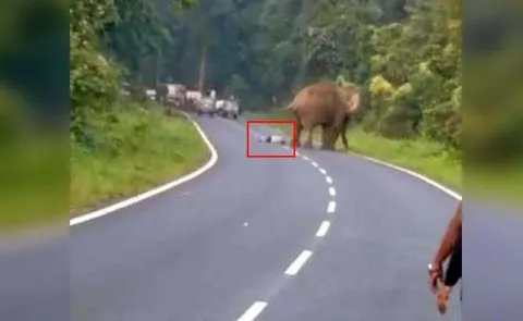 Elephant Tramples Man Who Tried To Take Its Photo On Bengal Highway - Sakshi