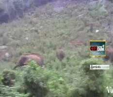 Elephants Hulchul in Srikakulam - Sakshi